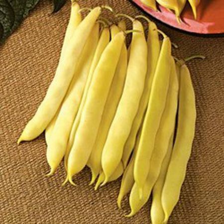 Capitano, Bean Seeds - Packet image number null